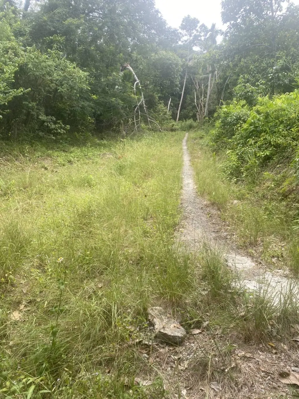 
    11 rai of Premium Land for Sale in Maret Koh Samui
  