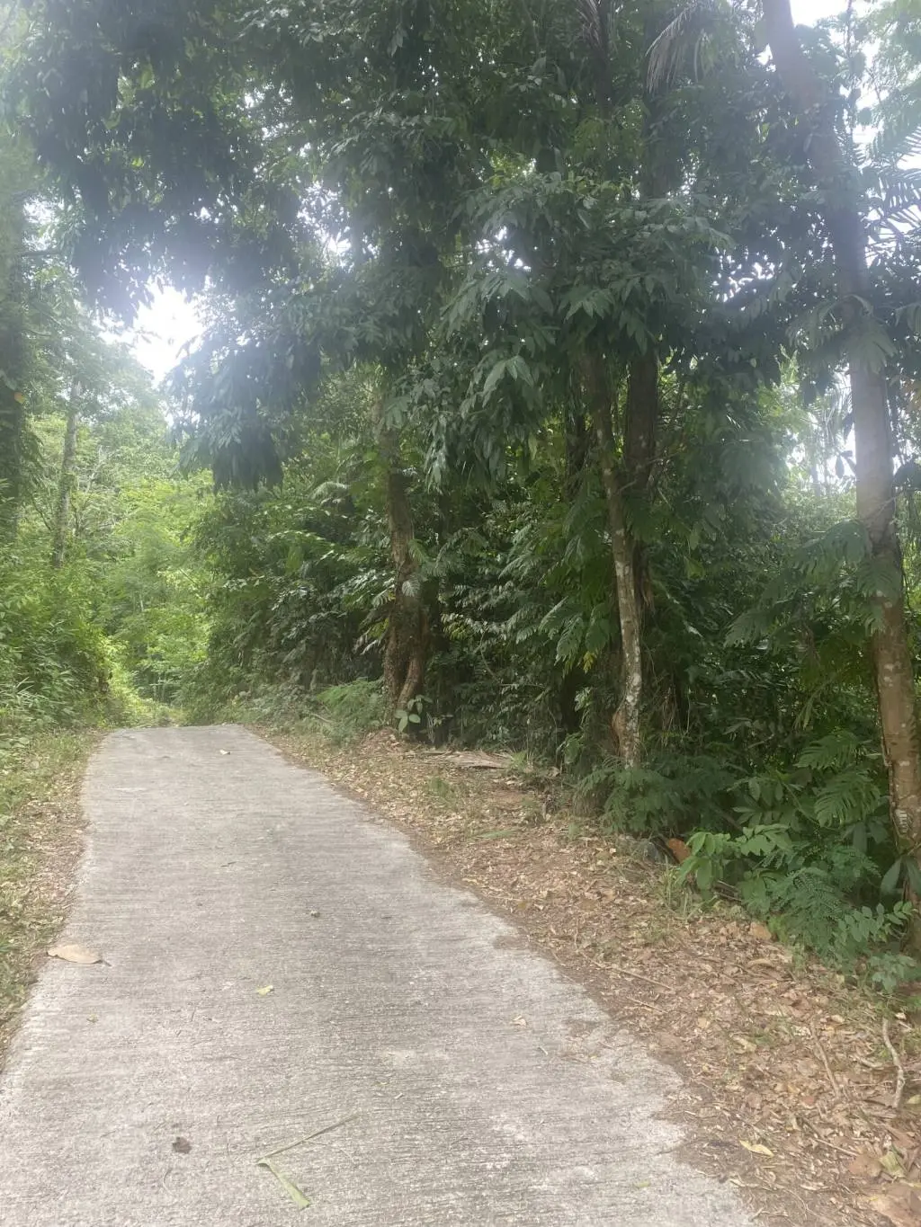 
    11 rai of Premium Land for Sale in Maret Koh Samui
  