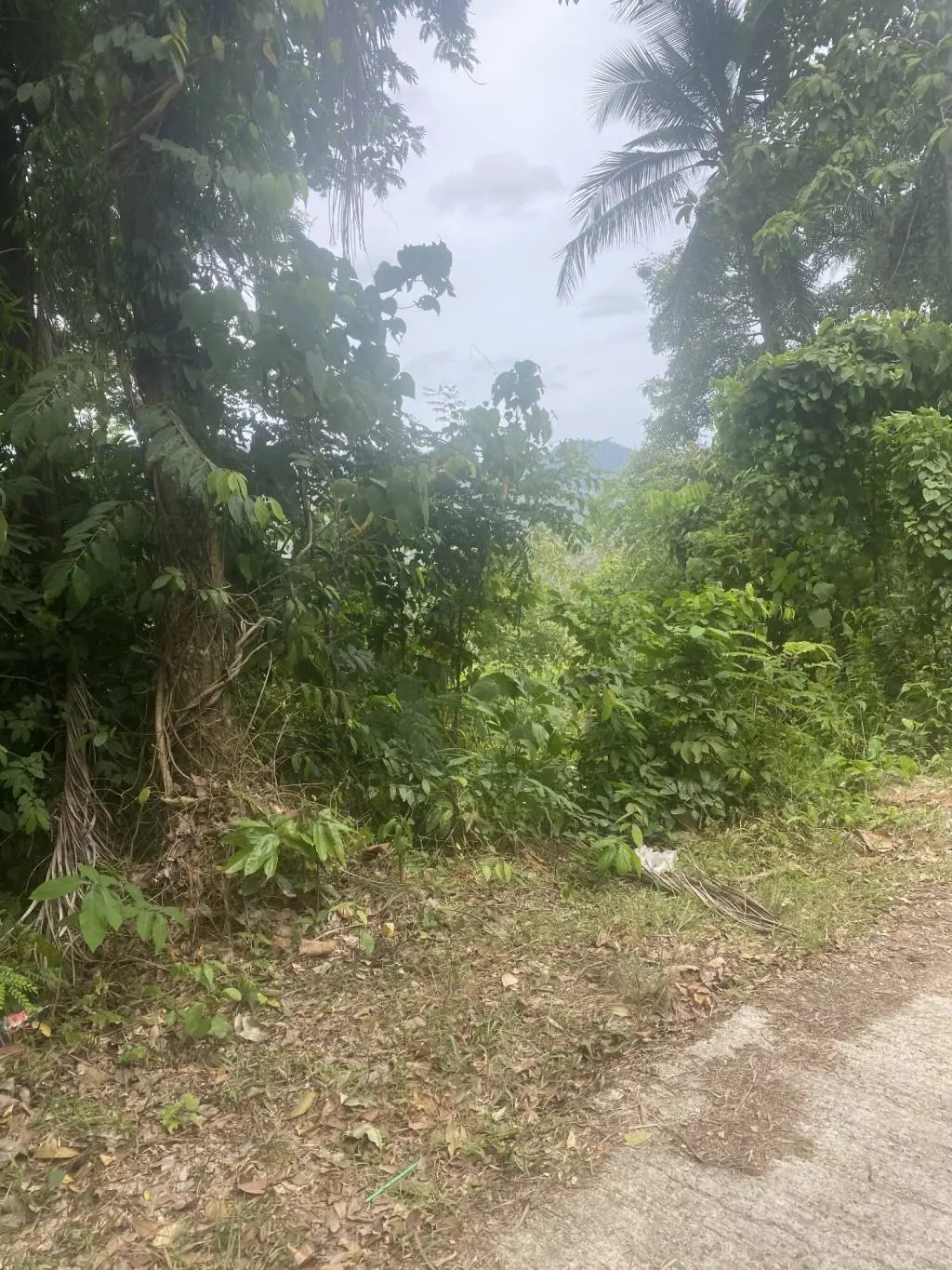 
    11 rai of Premium Land for Sale in Maret Koh Samui
  