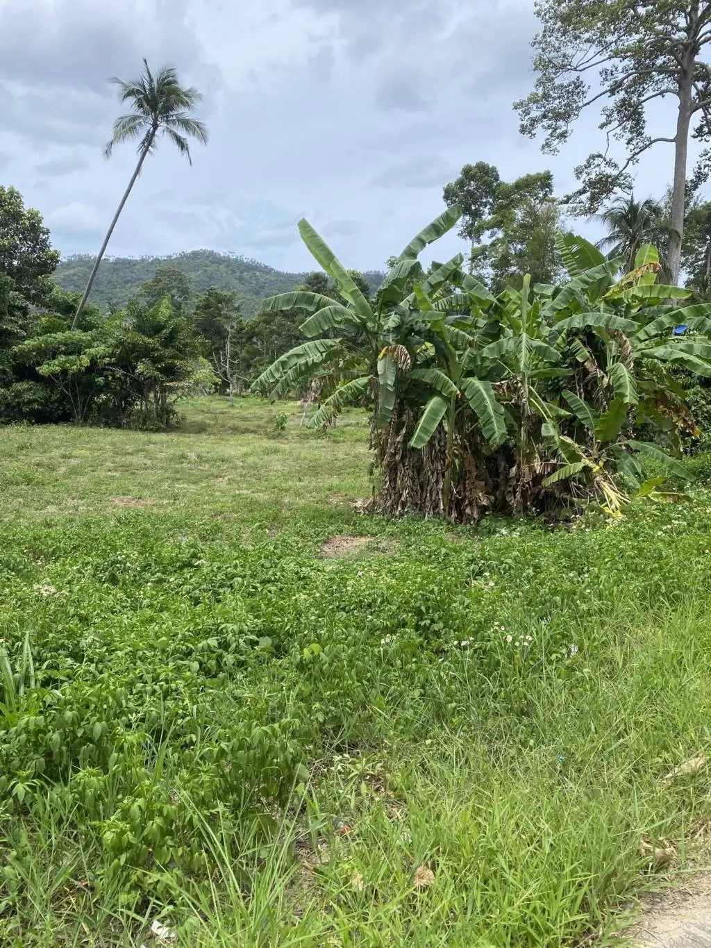 
    Development Opportunity: 2 Rai Of Freehold Land in Lamai Ko Samui
  