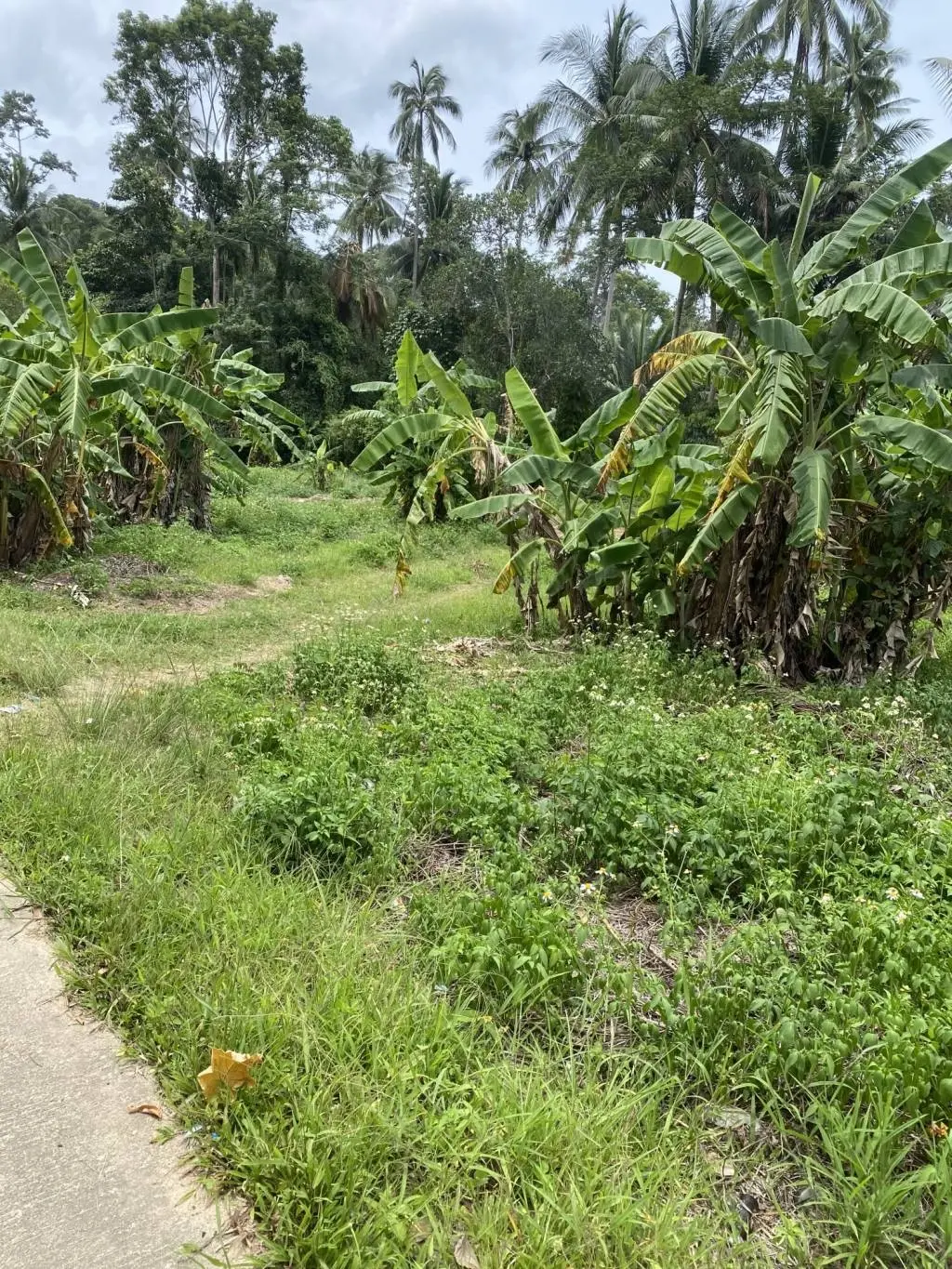 
    Development Opportunity: 2 Rai Of Freehold Land in Lamai Ko Samui
  