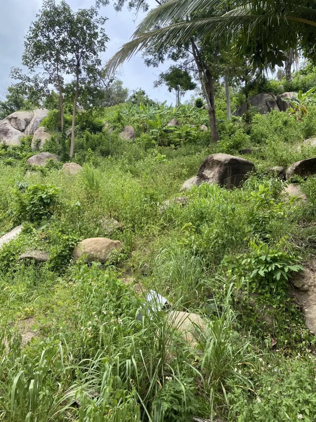 
    9 Rai of Prime Freehold Land in Lamai Koh Samui
  