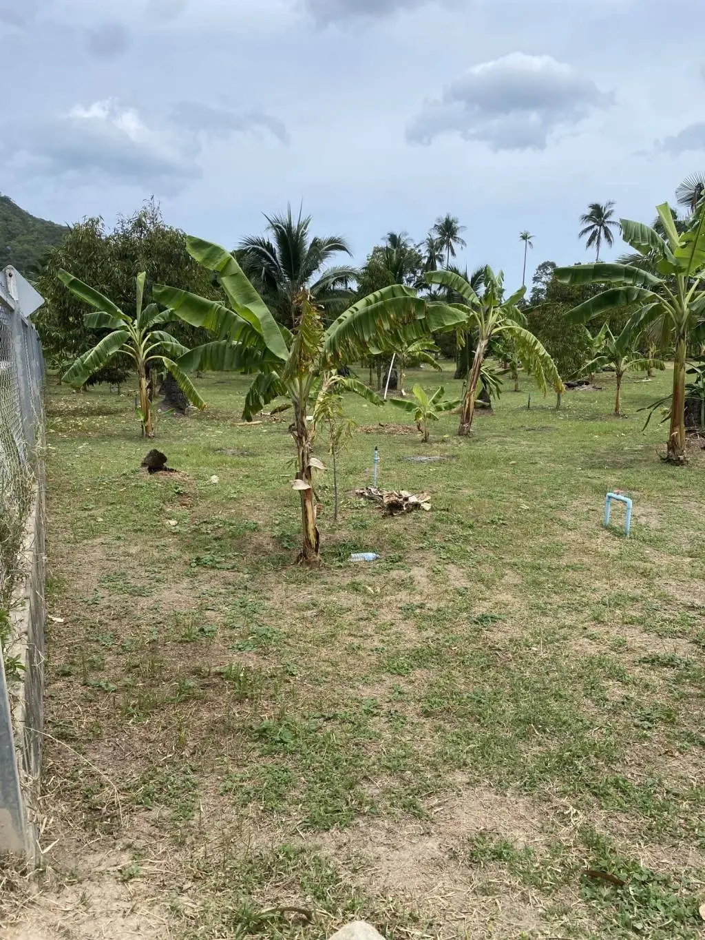 
    4 Rai of Land for Sale with Scenic Views in Lamai, Ko Samui
  