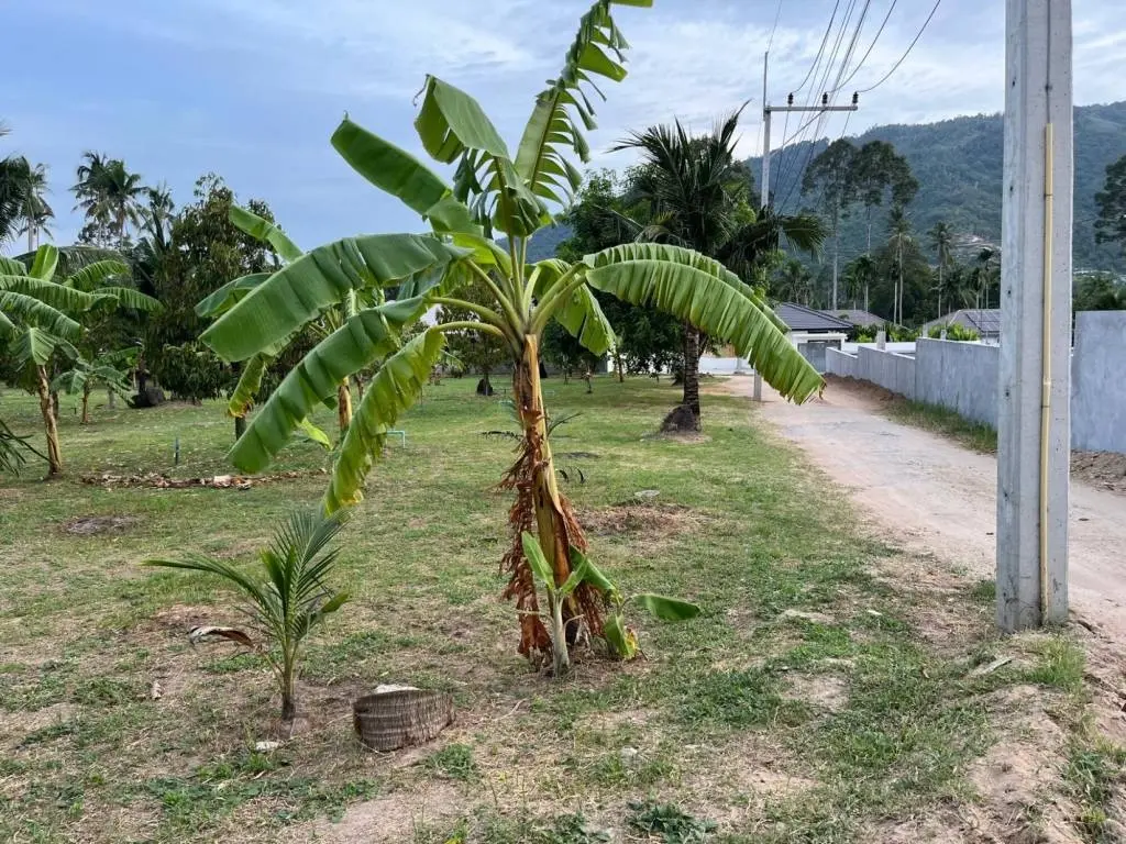 
    4 Rai of Land for Sale with Scenic Views in Lamai, Ko Samui
  