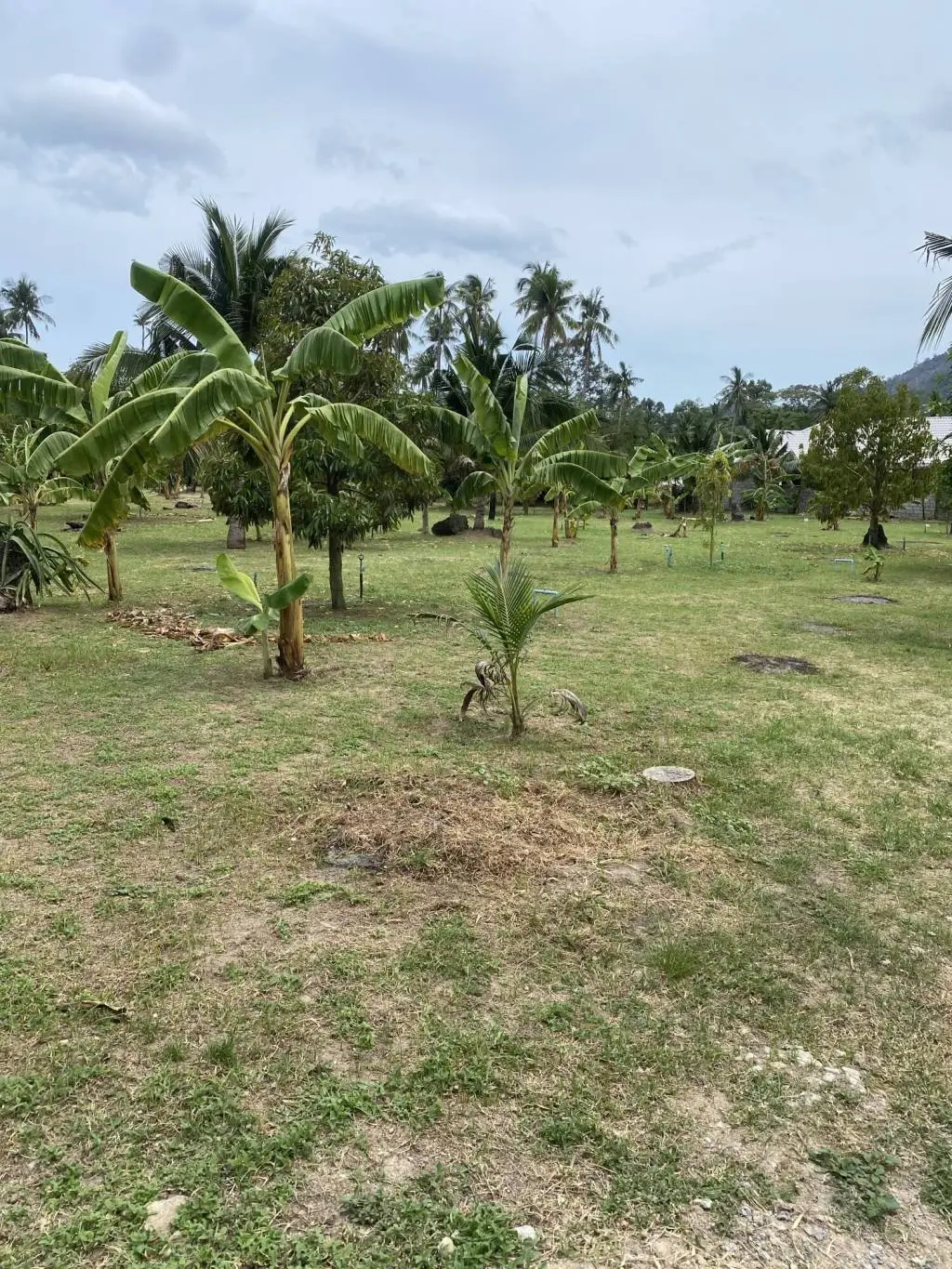 
    4 Rai of Land for Sale with Scenic Views in Lamai, Ko Samui
  