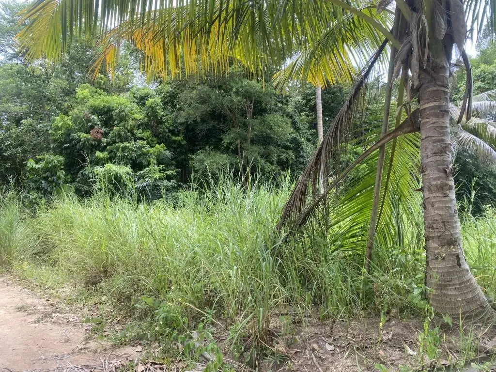 
    3 Rai of Freehold Land with Lush Greenery in Lamai.
  