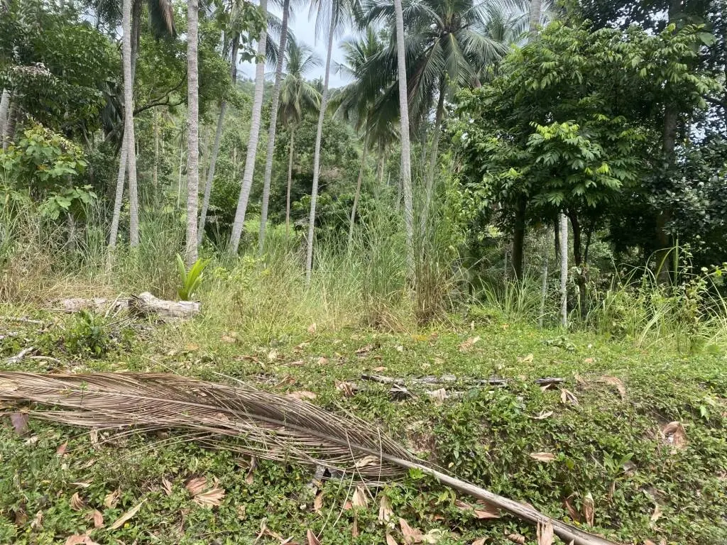 
    3 Rai of Freehold Land with Lush Greenery in Lamai.
  