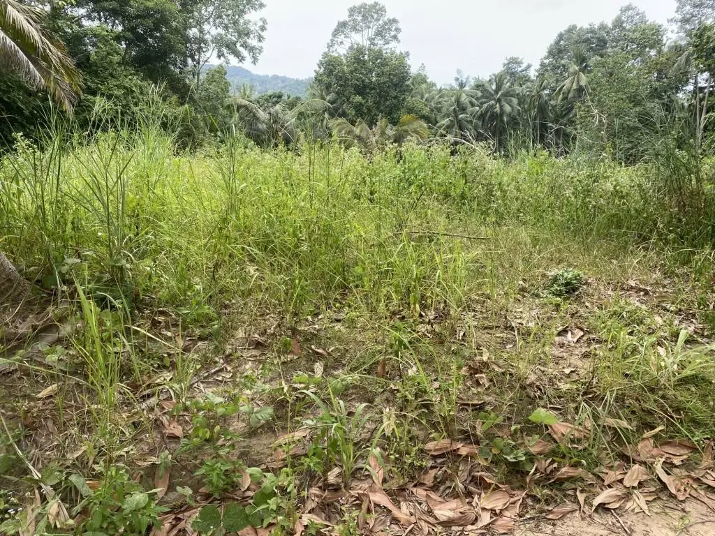 
    3 Rai of Freehold Land with Lush Greenery in Lamai.
  