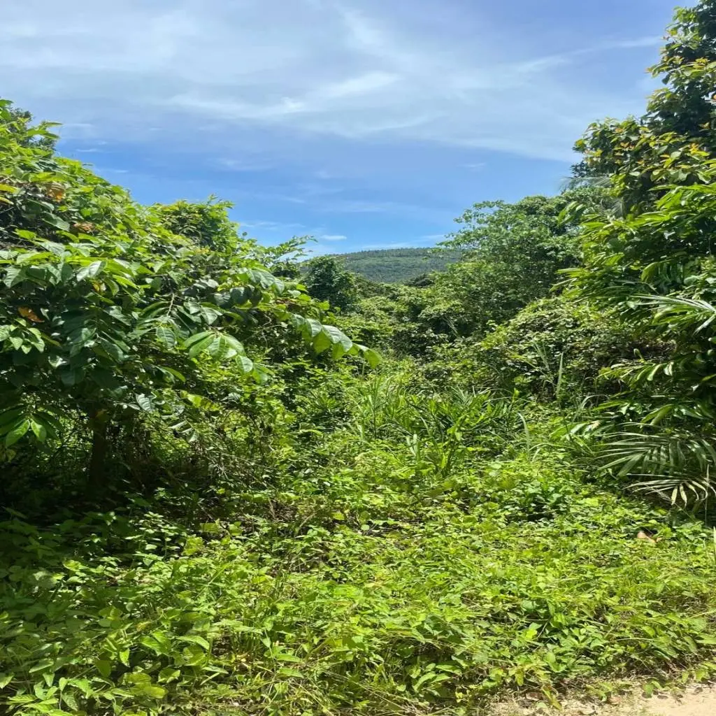 
    5 Rai of Premium Freehold Land for Sale in Taling Ngam Ko Samui
  