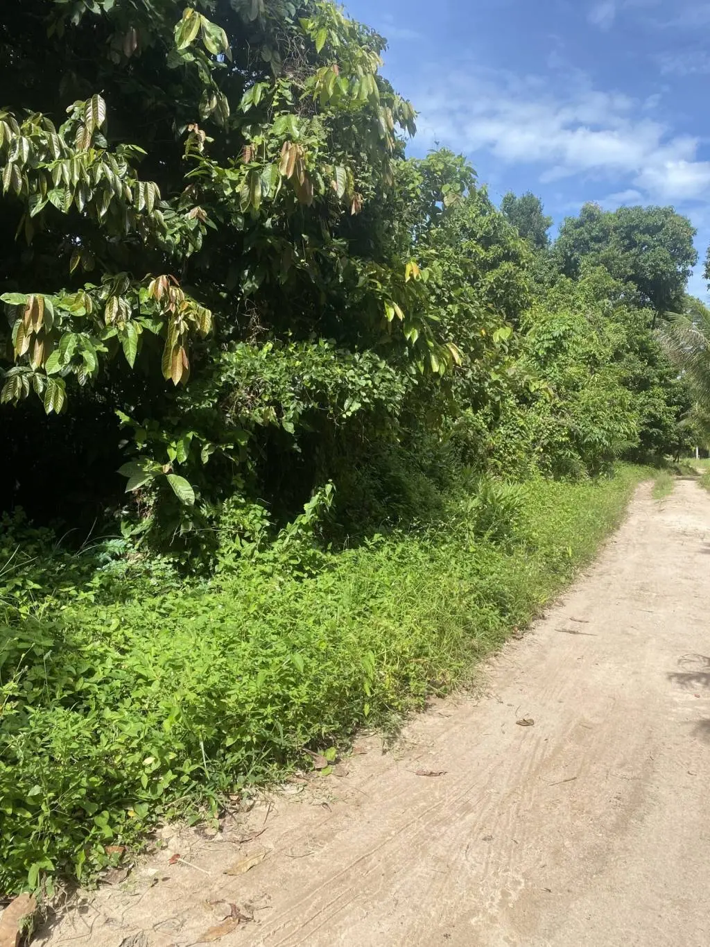 
    5 Rai of Premium Freehold Land for Sale in Taling Ngam Ko Samui
  