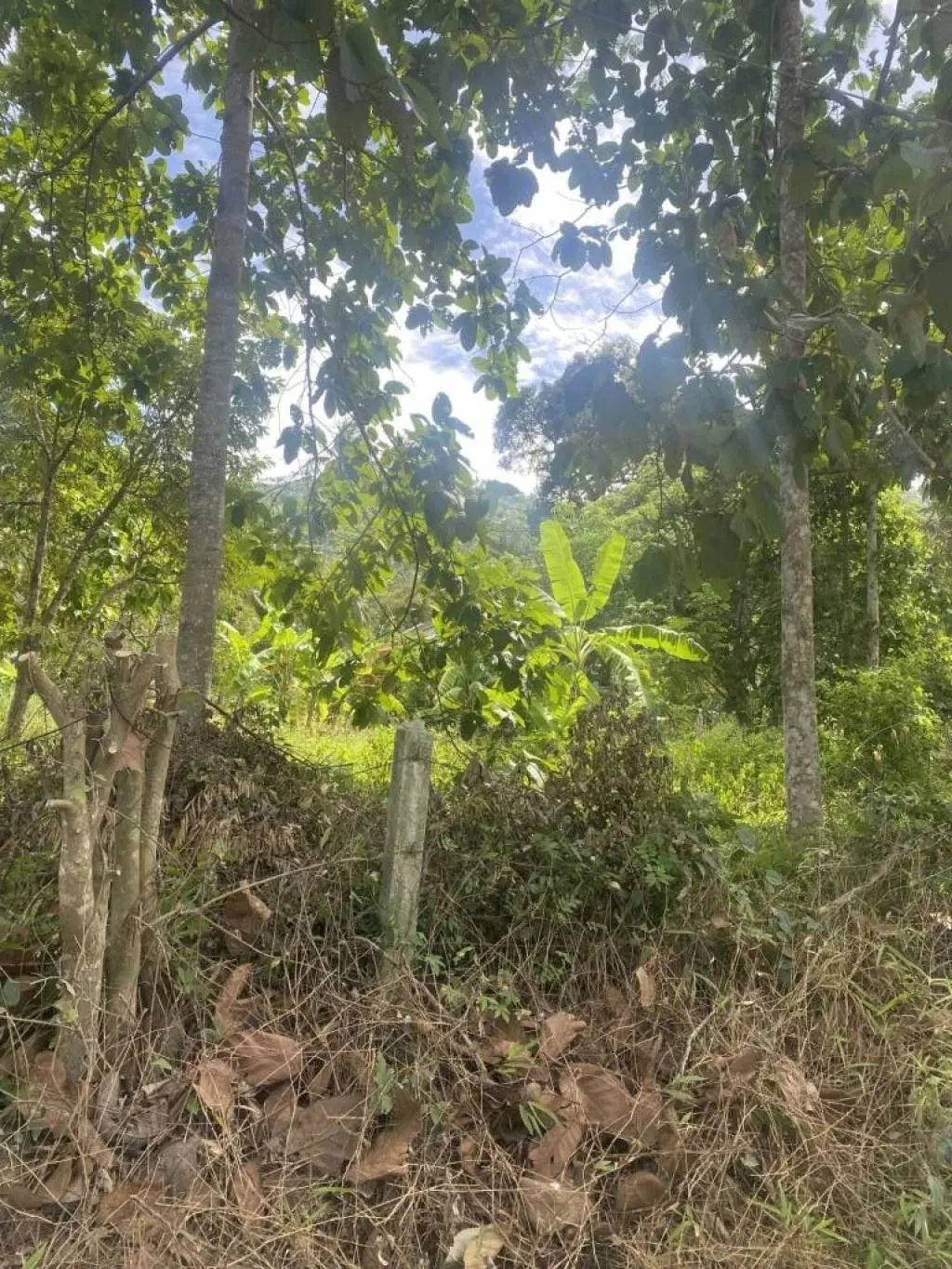 
    1 Rai near to Windfield and LIS Freehold Land in Lamai
  