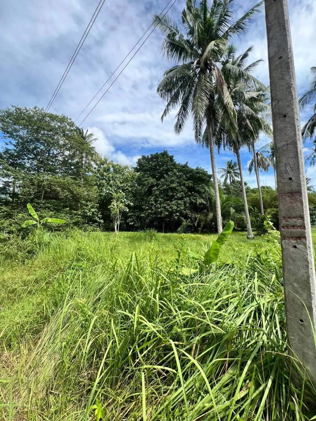 
    Lush 3200sqm Freehold Land in Maret Ko Samui
  